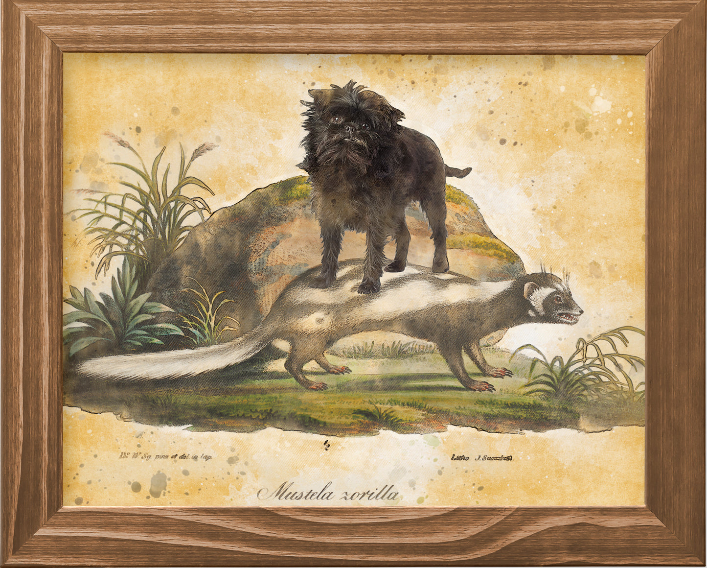 Affenpinscher riding Skunk Vintage Art by Nobility Dogs