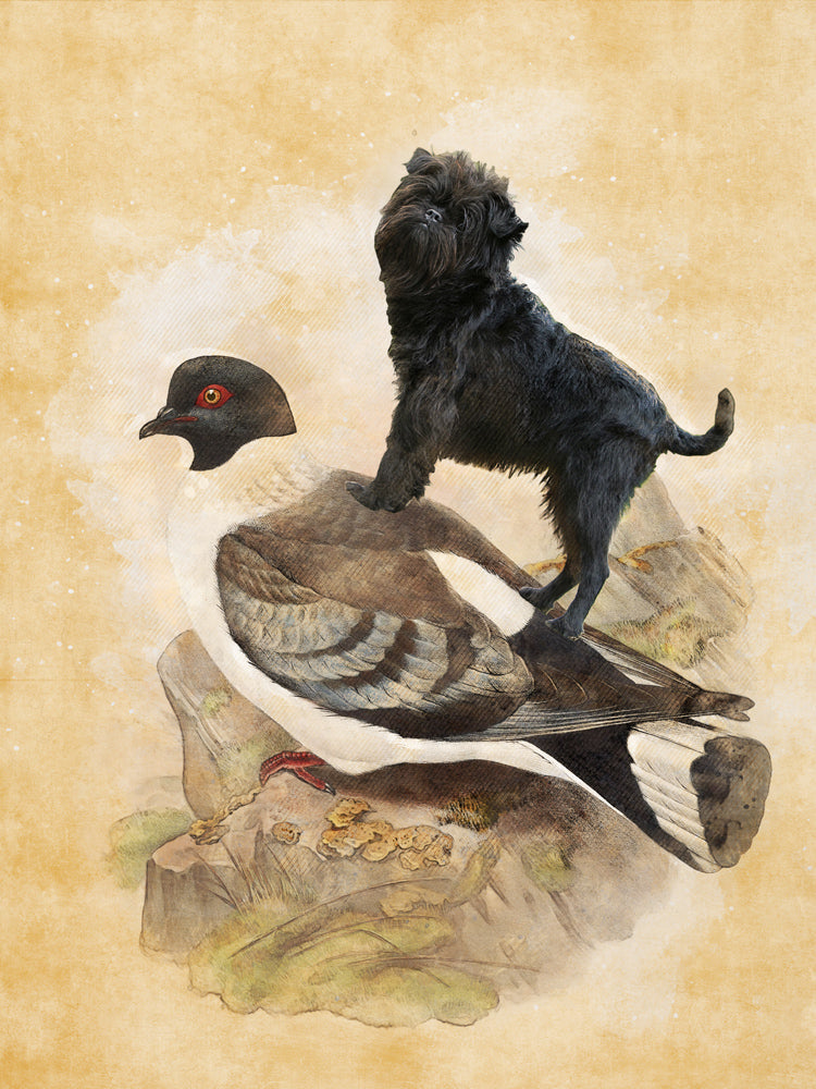 Affenpinscher and Pigeon Vintage Art by Nobility Dogs