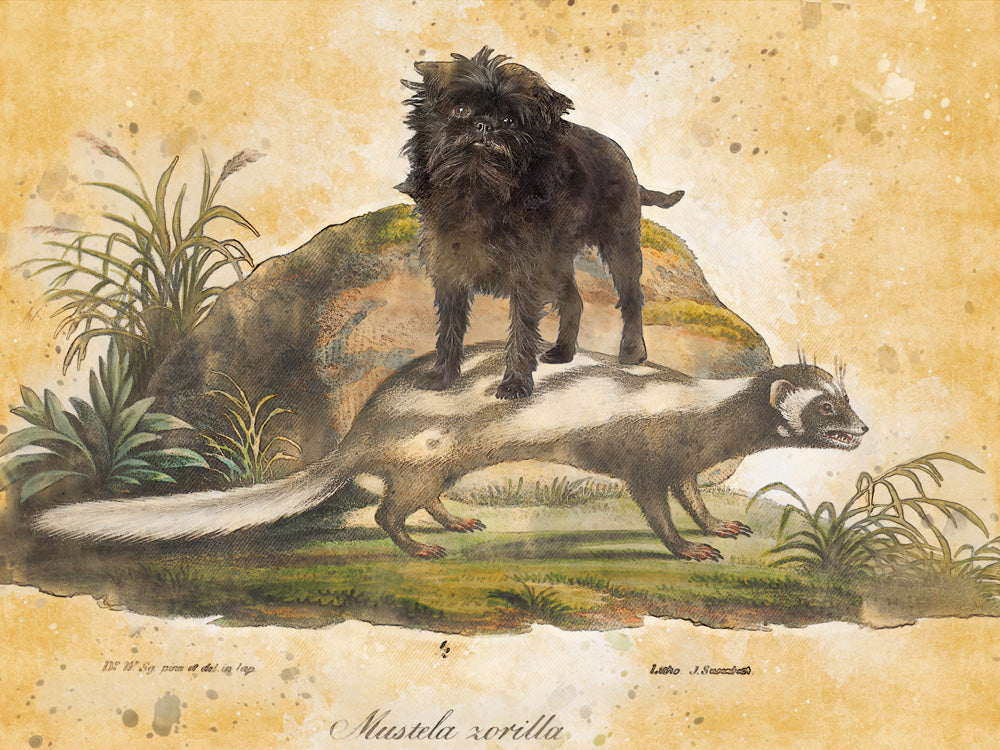 Affenpinscher riding Skunk Vintage Art by Nobility Dogs