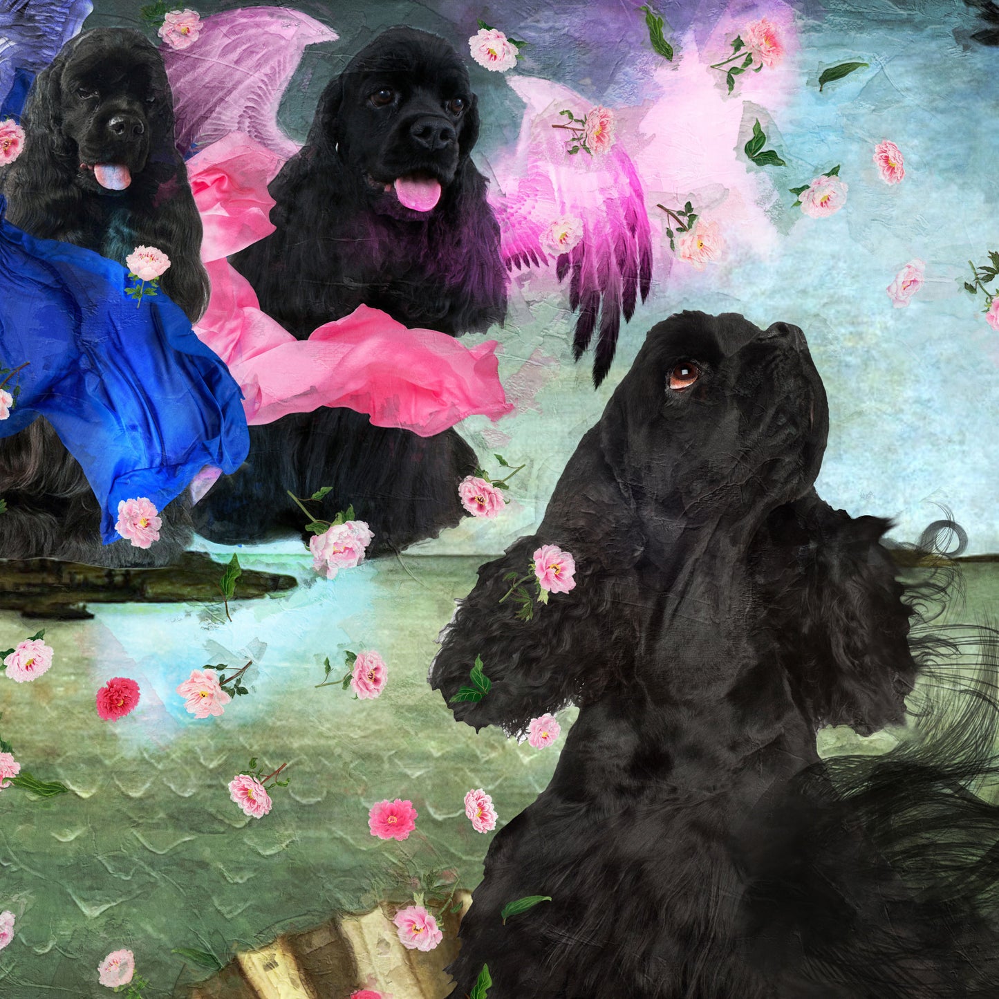 Black Cocker Spaniel The birth of Venus