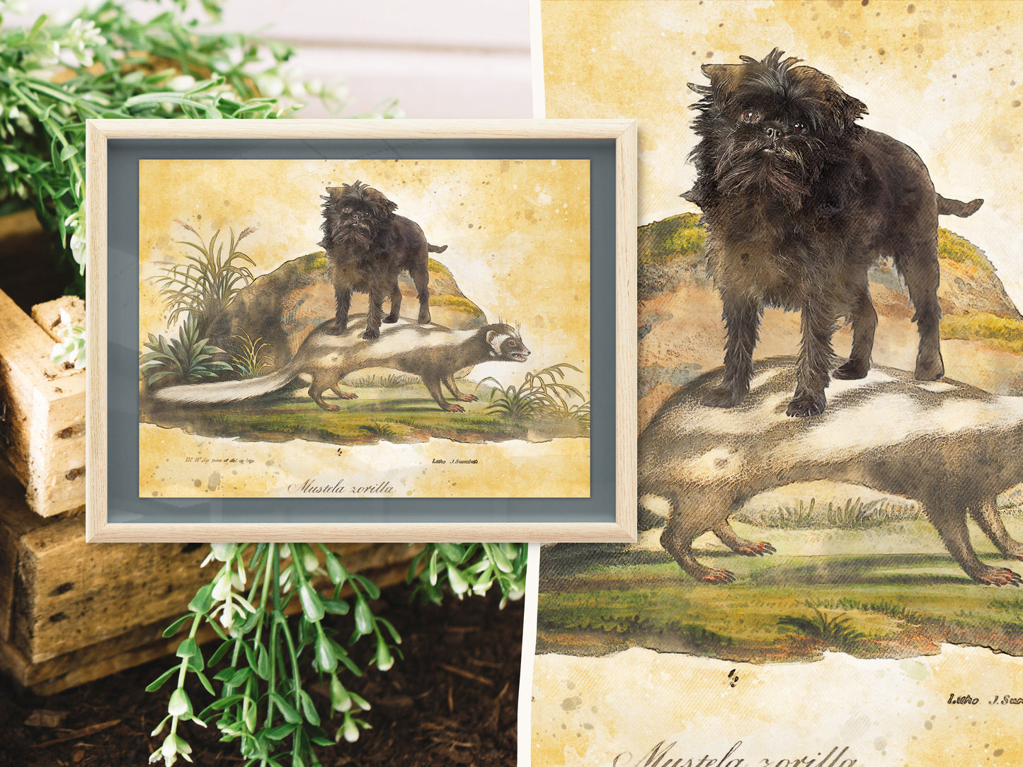 Affenpinscher riding Skunk Vintage Art by Nobility Dogs
