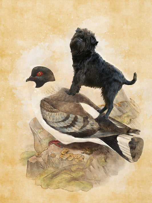Affenpinscher et Pigeon Vintage Art par Nobility Dogs