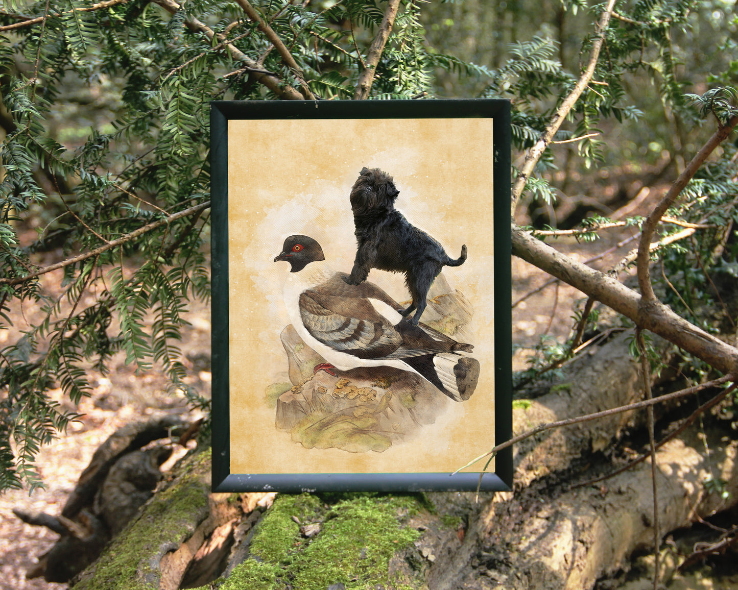 Affenpinscher and Pigeon Vintage Art by Nobility Dogs